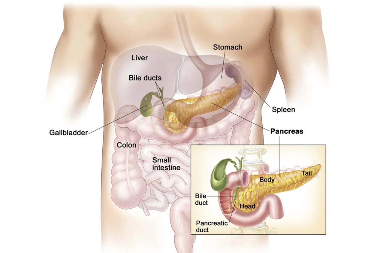 Pancreas